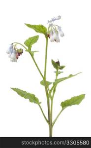 Common comfrey flowers on white background