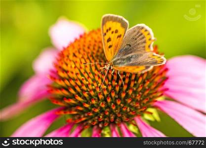 common copper butterfly on cone flower