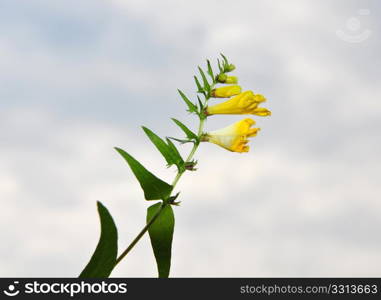 Common Cow-wheat (Melampyrum pratense)