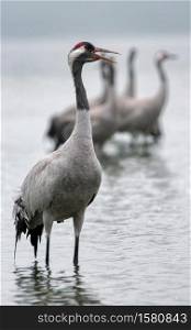 Common Crane (Grus grus) standing in the water of a lake. Foggy autumn morning in the forest. Poland in September.Vertical view.