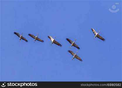 Common cranes into the flight over Homburg