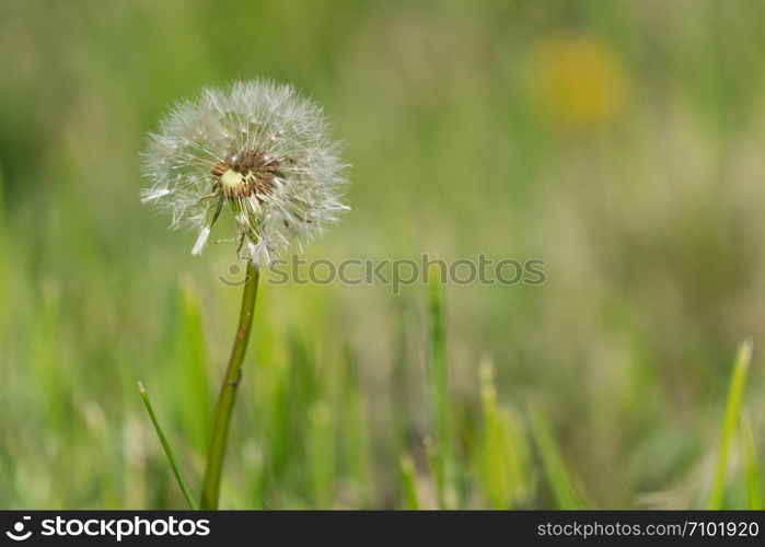 Common dandelion (Taraxacum), close up of the blowball