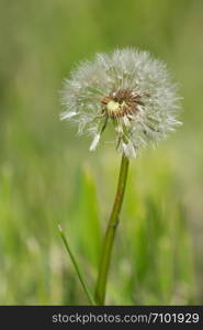 Common dandelion (Taraxacum), close up of the blowball