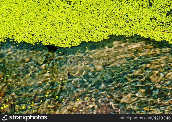 common duckweed, Lemna minor