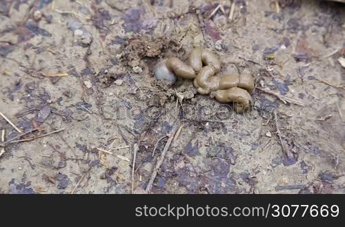 Common earthworm in garden soil