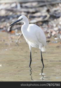 Common Egret, Egretta garzetta looking for food like fish