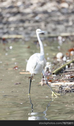 Common Egret, Egretta garzetta looking for food like fish