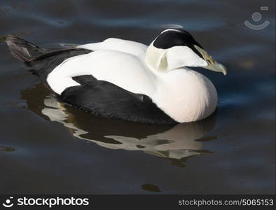 Common eider duck swimming on a lake