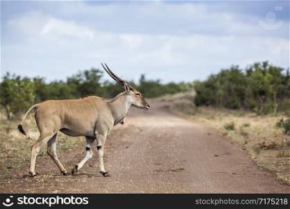 Common eland horned male crossing dirt road in Kruger National park, South Africa ; Specie Taurotragus oryx family of Bovidae. Common eland in Kruger National park, South Africa
