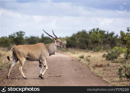 Common eland horned male crossing dirt road in Kruger National park, South Africa ; Specie Taurotragus oryx family of Bovidae. Common eland in Kruger National park, South Africa