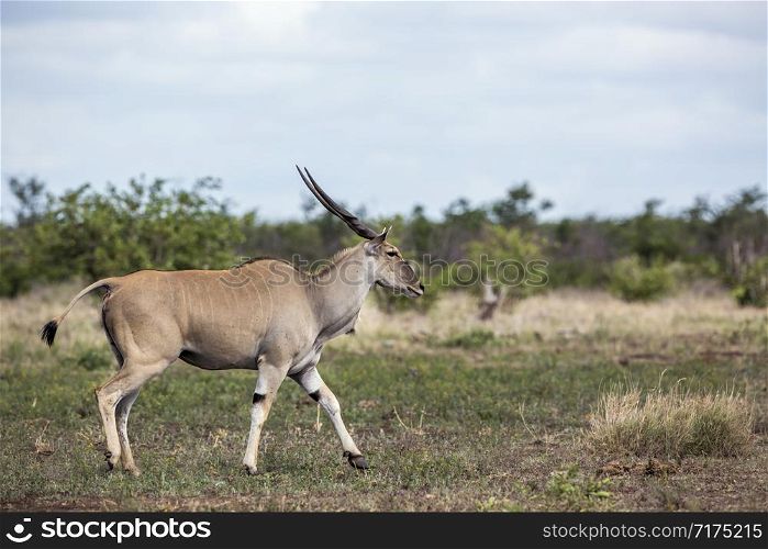 Common eland horned male walking in Kruger National park, South Africa ; Specie Taurotragus oryx family of Bovidae. Common eland in Kruger National park, South Africa