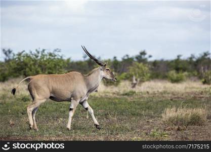 Common eland horned male walking in Kruger National park, South Africa ; Specie Taurotragus oryx family of Bovidae. Common eland in Kruger National park, South Africa