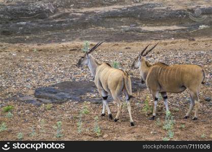 Common eland in Kruger National park, South Africa ; Specie Taurotragus oryx family of Bovidae. Common eland in Kruger National park, South Africa