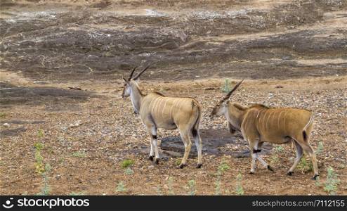 Common eland in Kruger National park, South Africa ; Specie Taurotragus oryx family of Bovidae. Common eland in Kruger National park, South Africa