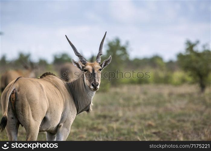 Common eland looking back in Kruger National park, South Africa ; Specie Taurotragus oryx family of Bovidae. Common eland in Kruger National park, South Africa