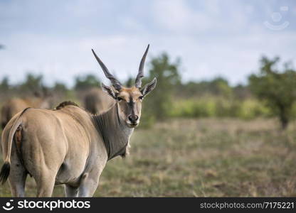 Common eland looking back in Kruger National park, South Africa ; Specie Taurotragus oryx family of Bovidae. Common eland in Kruger National park, South Africa