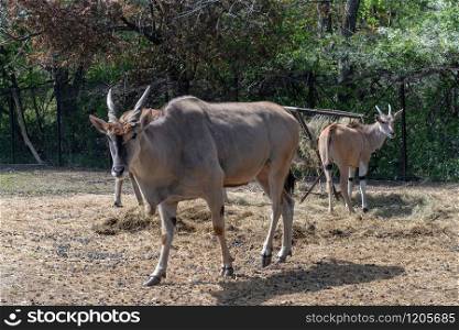 Common eland ,Specie Taurotragus oryx family of Bovidae