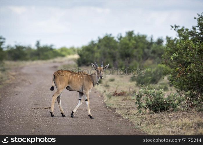 Common eland young male crossing dirt road in Kruger National park, South Africa ; Specie Taurotragus oryx family of Bovidae. Common eland in Kruger National park, South Africa