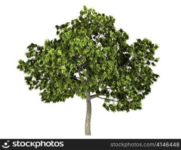 Common Fig tree isolated on white background