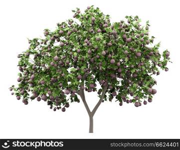 common fig tree with figs isolated on white background. 3d illustration