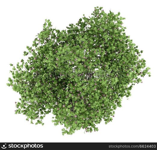 common fig tree with figs isolated on white background. top view. 3d illustration
