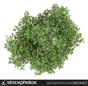 common fig tree with figs isolated on white background. top view. 3d illustration