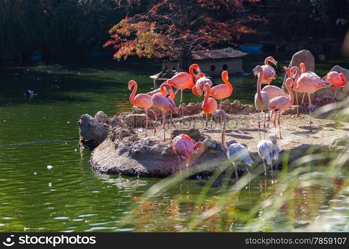 Common Flamingo (Phoenicopterus ruber)