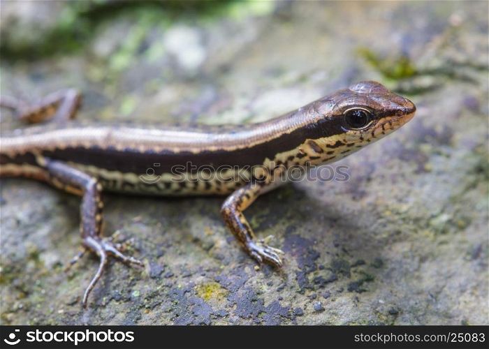 Common Forest Skink (Sphenomorphus maculates) in forest