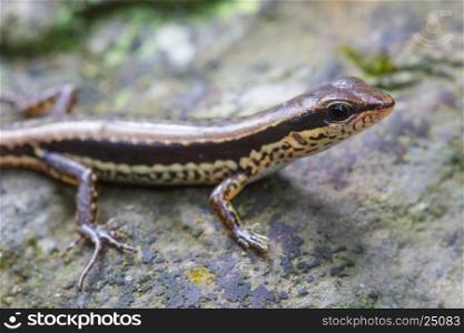 Common Forest Skink (Sphenomorphus maculates) in forest