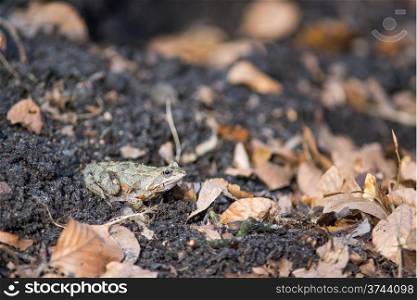 Common frog in spring. Common frog in spring in between leaves on the forest floor