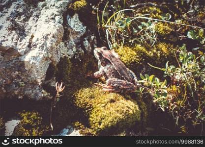 Common frog on a rock in Pralognan la Vanoise, french alps.. Common frog on a rock in french alps