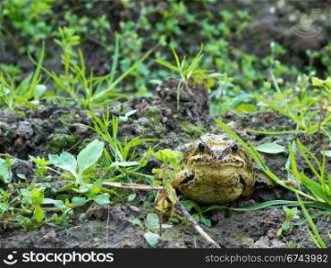 Common frog, Rana temporaria. European common frog, rana temporaria, in frontal view