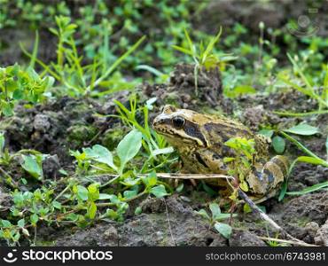 Common frog, Rana temporaria. European common frog, rana temporaria, in side view