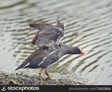 Common Gallinule near lake stratching wings