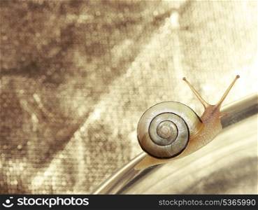 Common Garden Banded Snail Crawling on Metallic Background