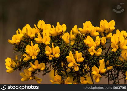 Common gorse with blossoms. Common gorse