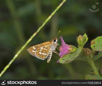 Common Grass Dart, Taractrocera maevius, Butterfly, Garo Hills, Meghalaya, India