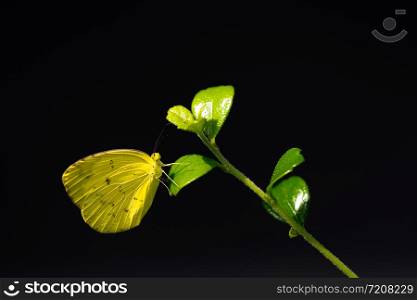 Common Grass Yellow (Eurema hecabe) clinging on green leaves in garden with black background. Closeup yellow butterfly.