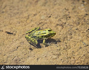 Common green frog in water