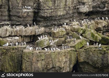 Common guillemots Uria Aalge nesting on sides of cliffs in Anglesey Wales