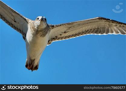 Common gull in flight. Common gull in flight against the blue sky