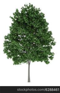 common hornbeam tree isolated on white background