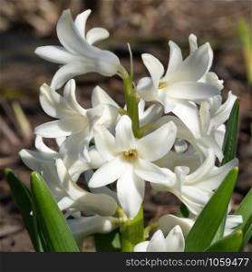 Common Hyacinth (Hyacinthus orientalis), flowers of springtime