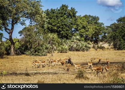 Common Impala herd in waterhole scenery in Kruger National park, South Africa ; Specie Aepyceros melampus family of Bovidae. Common Impala in Kruger National park, South Africa