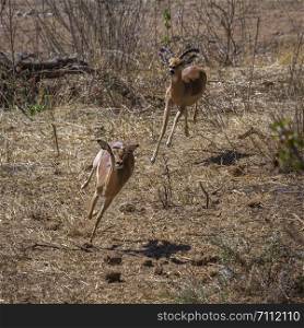 Common Impala in Kruger National park, South Africa ; Specie Aepyceros melampus family of Bovidae. Common Impala in Kruger National park, South Africa