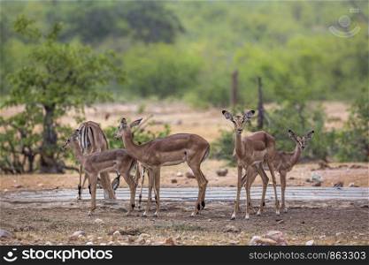 Common Impala in Kruger National park, South Africa ; Specie Aepyceros melampus family of Bovidae. Common Impala in Kruger National park, South Africa