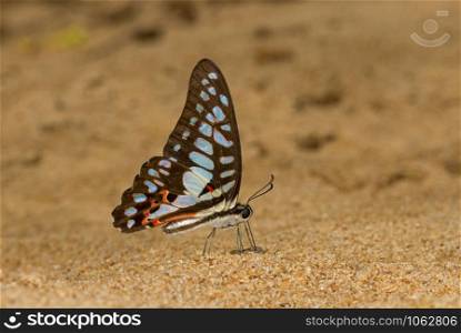 Common jay, Graphium doson, Butterfly Garo Hills, Meghalaya, India