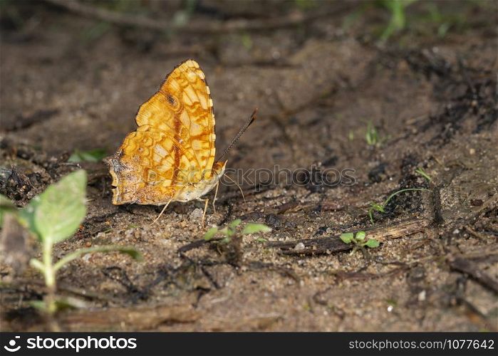 Common Jester butterfly, Symbrenthia lilaea, Garo Hills, Meghalaya, India