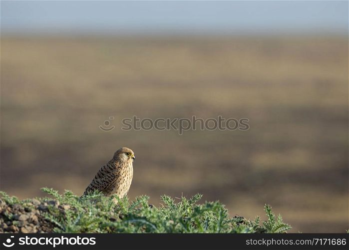 Common Kestrel, Falco tinnunculus, India