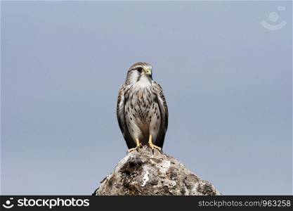 Common kestrel, Falco tinnunculus, Little rann of Kutch, Gujarat, India